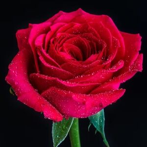 Meet your Posher, Chloe